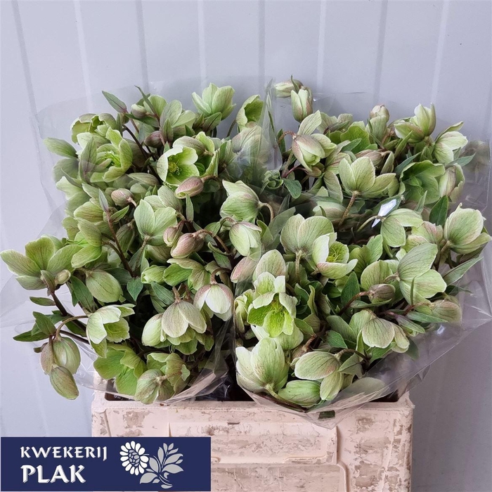 <h4>Hell Magnific Bells</h4>