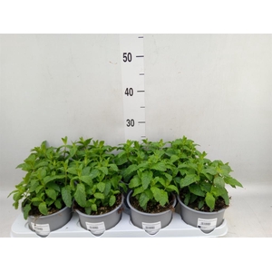 Mentha spicata