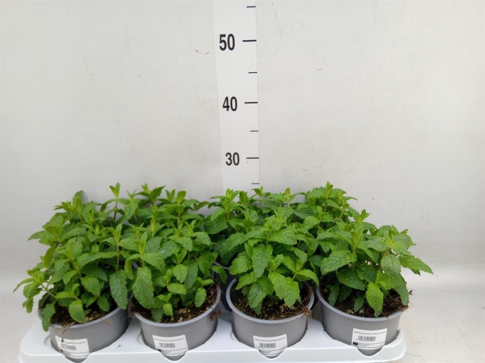 <h4>Mentha spicata</h4>