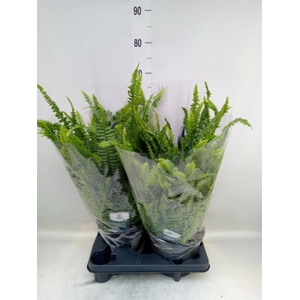 Nephrolepis exal. 'Green Lady'