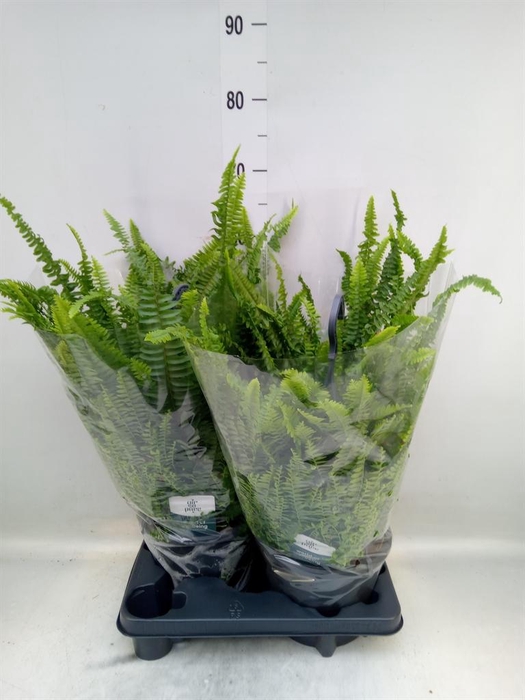 <h4>Nephrolepis exal. 'Green Lady'</h4>