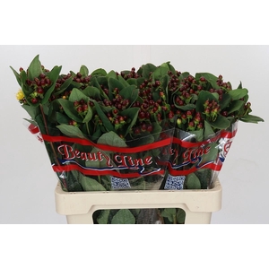 Hypericum x inodorum Globo Burgundy