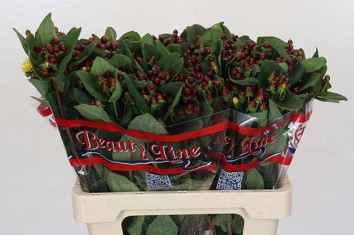 <h4>Hypericum x inodorum Globo Burgundy</h4>