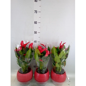 Anthurium andr. 'Mill Flowers Red'