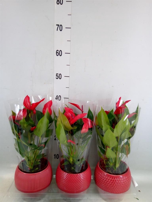 <h4>Anthurium andr. 'Mill Flowers Red'</h4>
