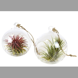 ARR TILLANDSIA