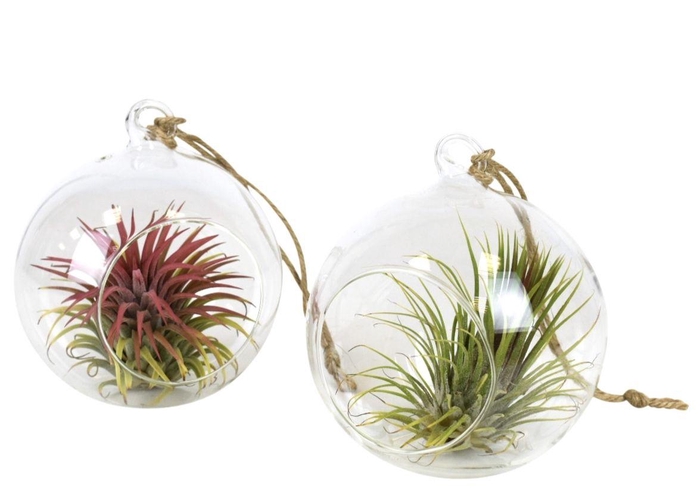 <h4>Tillandsia glas hangbol medium</h4>