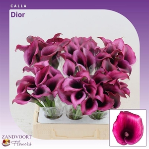 Calla Dior