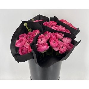 Ran Suc Colorado Sup