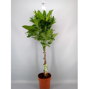 Pachira aquatica