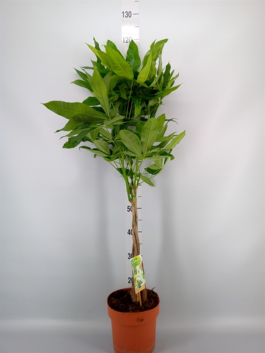 <h4>Pachira aquatica</h4>
