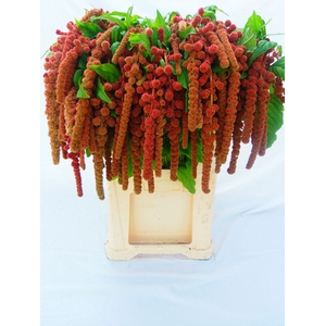 AMARANTHUS CAUD. 'CORAL FOUNTAIN'