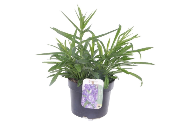 <h4>Campanula persicifolia Takion Blue</h4>