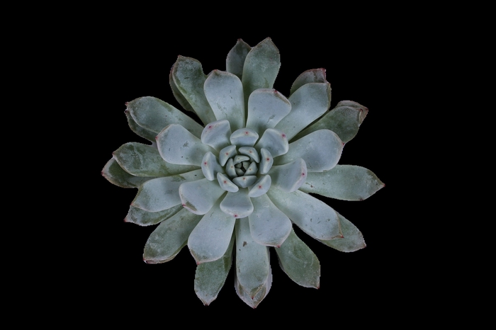 <h4>Echeveria Baena Cutflower Wincx-8cm</h4>