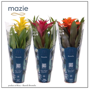 Guzmania gemengd