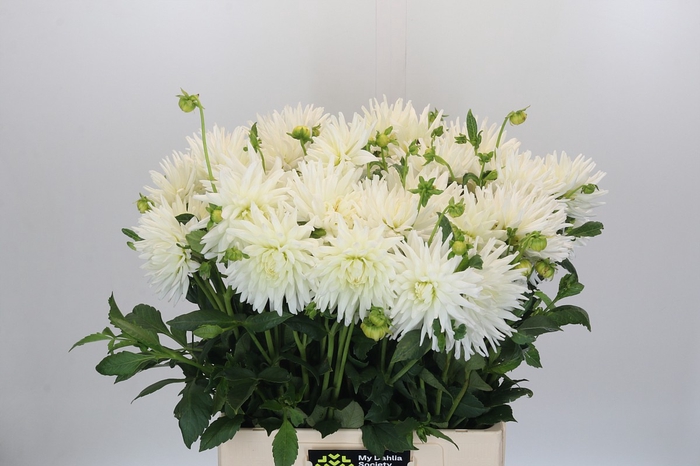 <h4>Dahlia Tutu</h4>