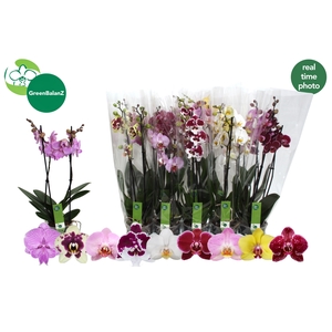 PHAL GEM 9 KL