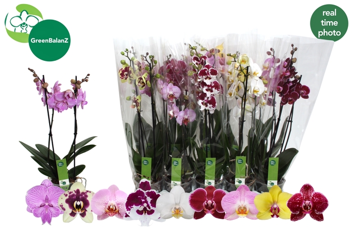 <h4>PHAL GEM 9 KL</h4>