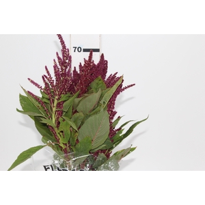 AMARANTHUS VINHO