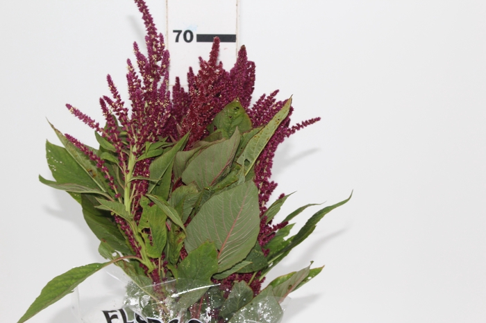 <h4>AMARANTHUS VINHO</h4>