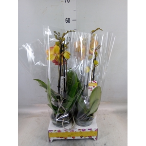 Phalaenopsis   ...