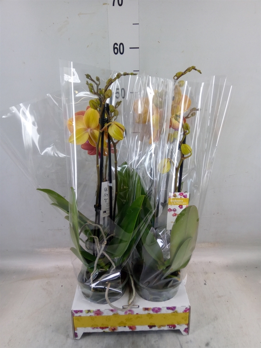 <h4>Phalaenopsis   ...</h4>
