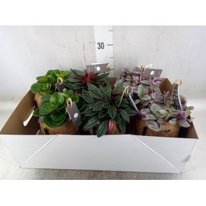Planten Groen   ...mix  3