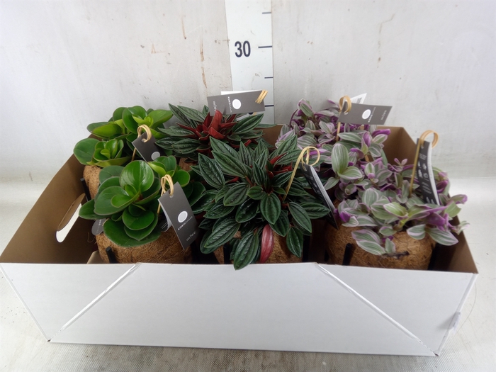 <h4>Planten Groen   ...mix  3</h4>