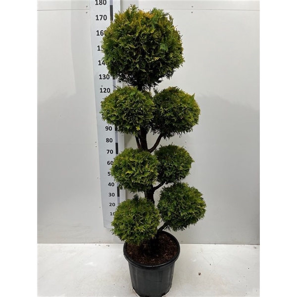 <h4>Thuja occ. 'Yellow Ribbon'</h4>