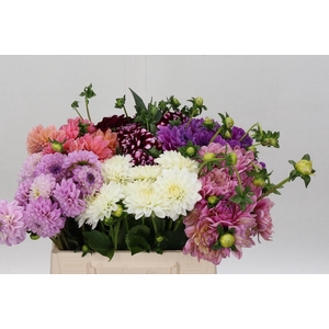 Dahlia Gemengd in fust