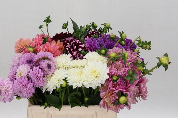 Dahlia Gemengd in fust