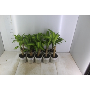 DRACENA VARIADO P12