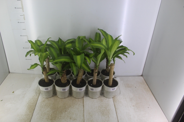 <h4>DRACENA VARIADO P12</h4>