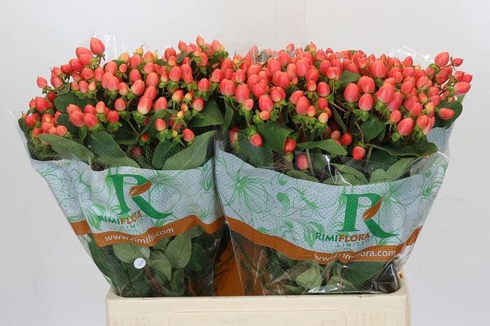 <h4>Hypericum Magical Royal Princess</h4>