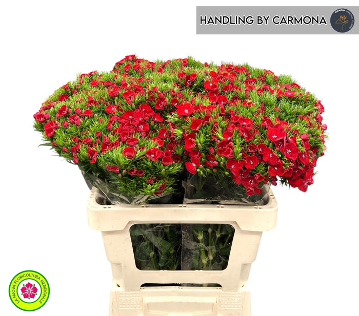 <h4>DI BARB BARON BRE</h4>