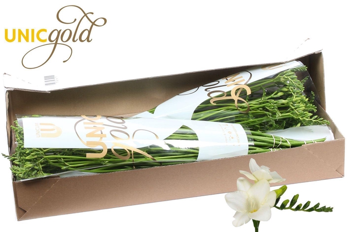 <h4>UG Barendse - Ambiance box</h4>