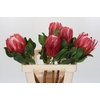 Protea Cynaroides Red Rex