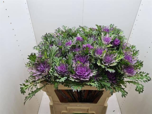 <h4>BRASS CRANE QUEEN</h4>