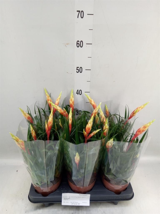 <h4>Vriesea  'Shannon'</h4>