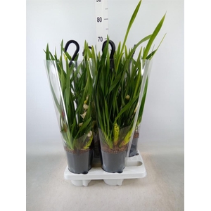 Cymbidium  'Ice Cascade'