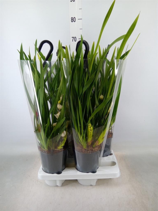 <h4>Cymbidium  'Ice Cascade'</h4>