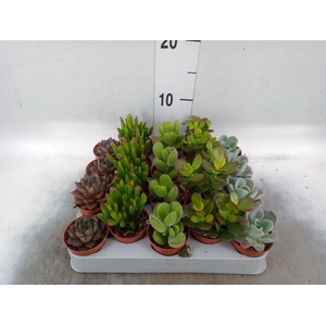 Succulents   ...mix 5