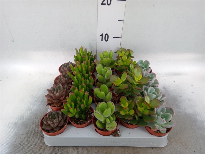 <h4>Succulents   ...mix 5</h4>