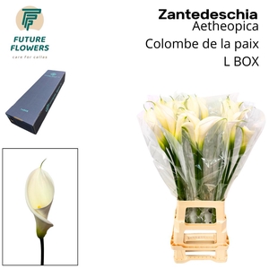 Zant Ae Colombe Paix Large Box