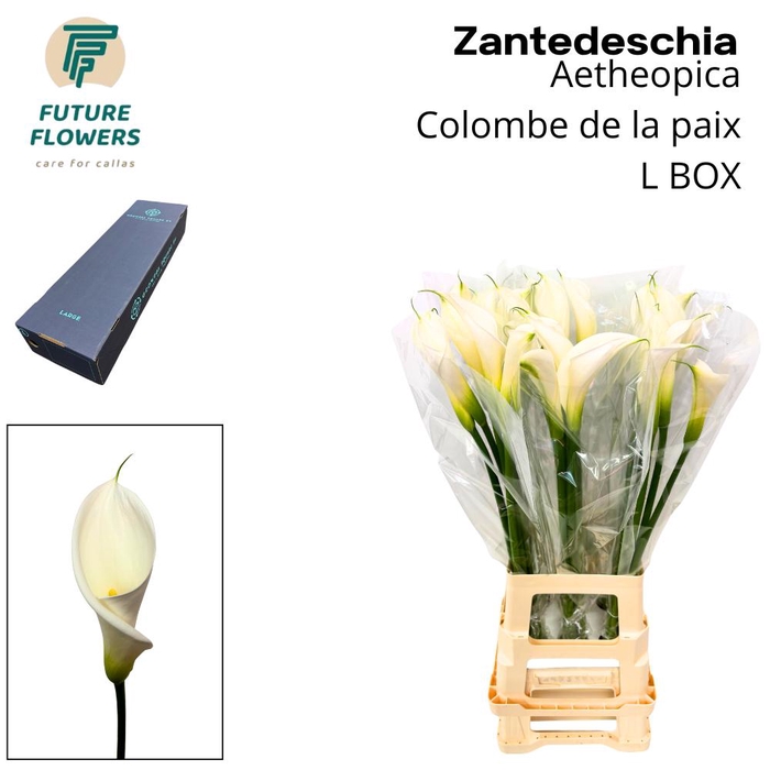 <h4>ZANT AE COLOMBE PAIX LARGE BOX</h4>