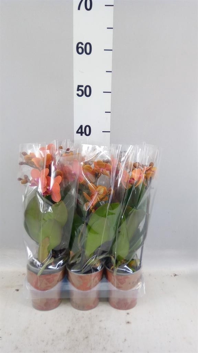 <h4>Phalaenopsis multi. 'Ant Bolzano'</h4>