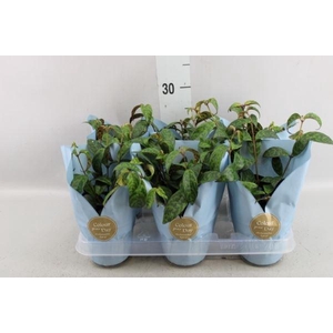 Aeschynanthus marmoratus