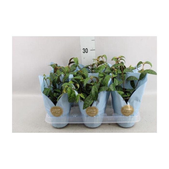 <h4>Aeschynanthus marmoratus</h4>