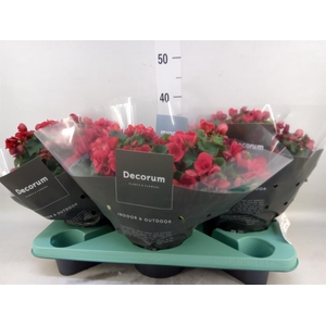 Begonia elat. HL 'Betulia'