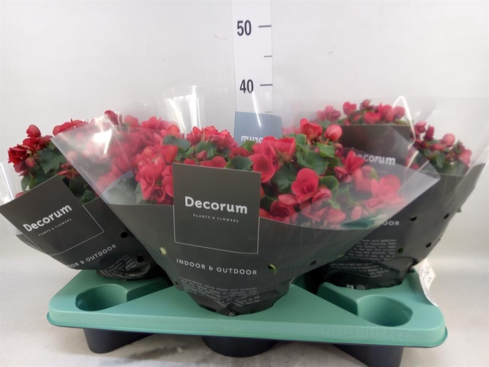 <h4>Begonia elat. HL 'Betulia'</h4>